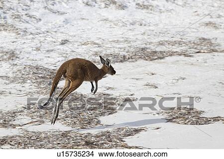 Picture - Young Kangaroo. Fotosearch