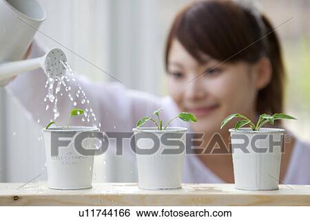 Stock Photograph - Young Woman Watering Green Seedlings In Pots. Fotosearch