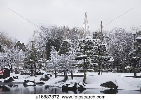 Stock Image - Yukitsuri in Murasakishikibu park. Fotosearch
