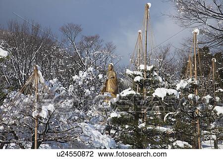 Stock Image - Yukitsuri in Murasakishikibu park. Fotosearch