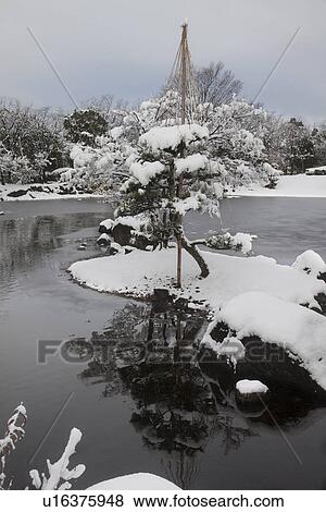 Stock Photo - Yukitsuri in Murasakishikibu park. Fotosearch