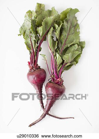 Beetroots on white background, studio shot View Large Photo Image Stock Photograph - Beetroots on white background, studio shot. Fotosearch