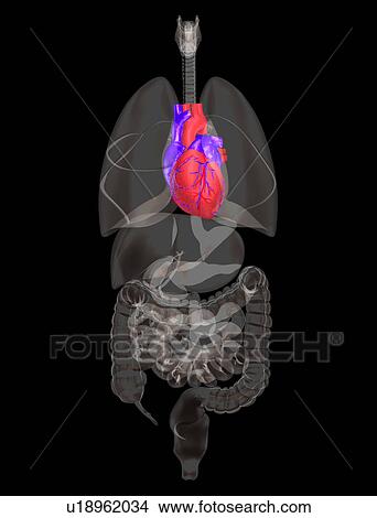 Biomedical illustration showing human heart View Large Photo Image Picture - Biomedical illustration showing human heart. Fotosearch