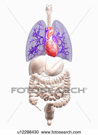 Biomedical illustration showing human internal organs with heart indicated in red and lungs in blue View Large Photo Image Stock Image - Biomedical illustration showing human internal organs with heart indicated in red and lungs in blue. Fotosearch