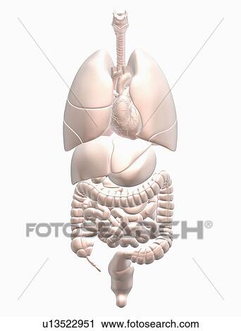 Biomedical illustration showing human internal organs View Large Photo Image Stock Image - Biomedical illustration showing human internal organs . Fotosearch