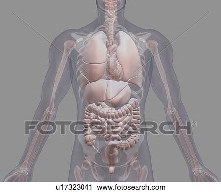 Biomedical illustration showing human internal organs View Large Photo Image Stock Image - Biomedical illustration showing human internal organs. Fotosearch