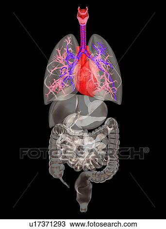 Biomedical illustration showing human internal organs View Large Photo Image Stock Image - Biomedical illustration showing human internal organs. Fotosearch