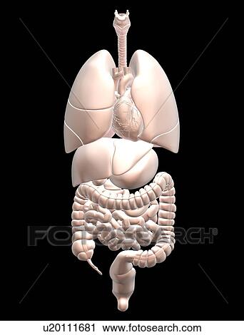 Biomedical illustration showing human internal organs View Large Photo Image Stock Image - Biomedical illustration showing human internal organs . Fotosearch