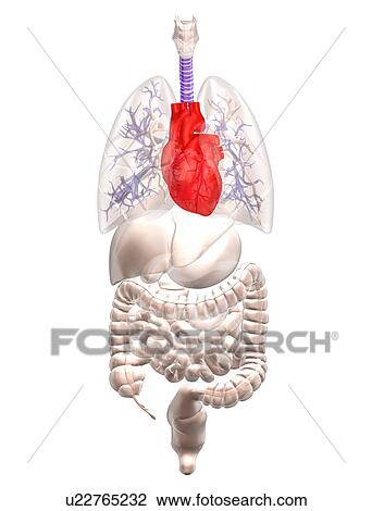 Biomedical illustration showing human internal organs with heart indicated in red View Large Photo Image Stock Image - Biomedical illustration showing human internal organs with heart indicated in red. Fotosearch