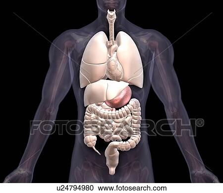 Biomedical illustration showing human internal organs View Large Photo Image Stock Image - Biomedical illustration showing human internal organs . Fotosearch