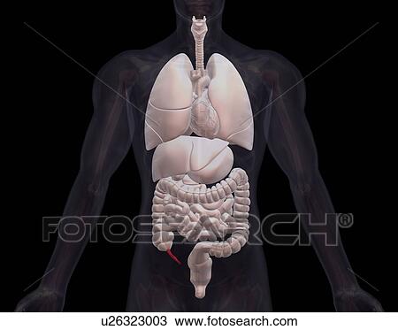 Biomedical illustration showing human internal organs View Large Photo Image Stock Image - Biomedical illustration showing human internal organs. Fotosearch