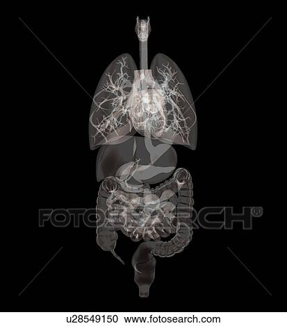 Biomedical illustration showing human internal organs View Large Photo Image Stock Image - Biomedical illustration showing human internal organs. Fotosearch