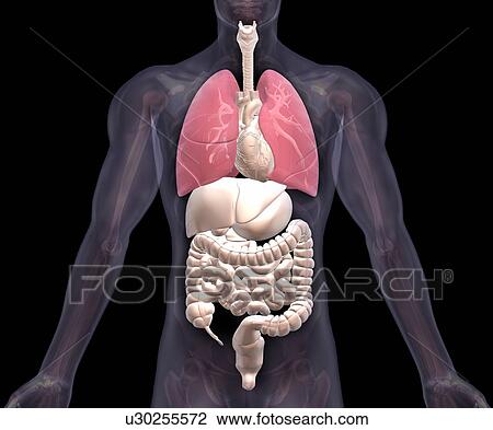 Biomedical illustration showing human internal organs with lungs indicated in red View Large Photo Image Stock Image - Biomedical illustration showing human internal organs with lungs indicated in red. Fotosearch