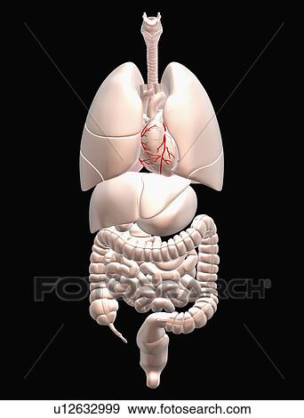 Biomedical illustration showing human internal organs View Large Photo Image Stock Photo - Biomedical illustration showing human internal organs . Fotosearch