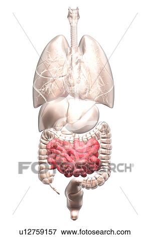 Biomedical illustration showing human internal organs View Large Photo Image Stock Photo - Biomedical illustration showing human internal organs. Fotosearch