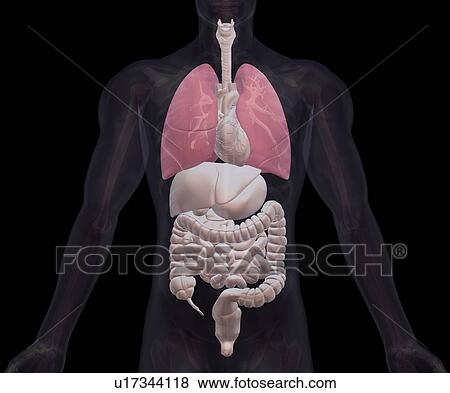 Biomedical illustration showing human internal organs View Large Photo Image Stock Photo - Biomedical illustration showing human internal organs. Fotosearch
