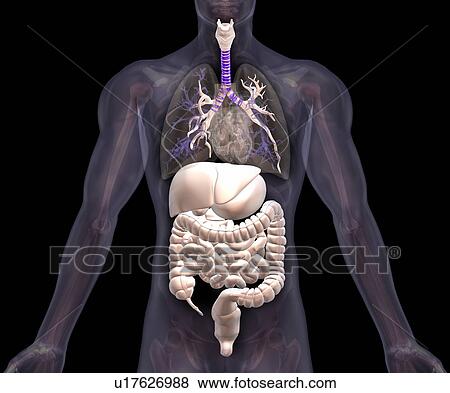 Biomedical illustration showing human internal organs View Large Photo Image Stock Photo - Biomedical illustration showing human internal organs . Fotosearch