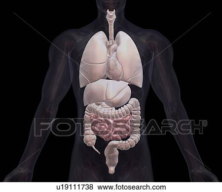 Biomedical illustration showing human internal organs View Large Photo Image Stock Photo - Biomedical illustration showing human internal organs. Fotosearch