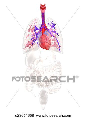 Stock Photo - Biomedical illustration showing human heart. Fotosearch