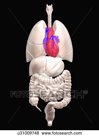 Biomedical illustration showing human internal organs with heart indicated in red View Large Photo Image Stock Photo - Biomedical illustration showing human internal organs with heart indicated in red. Fotosearch