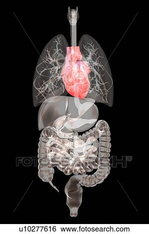 Biomedical illustration showing human internal organs View Large Photo Image Stock Photograph - Biomedical illustration showing human internal organs. Fotosearch