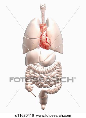 Stock Photograph - Biomedical illustration showing human internal organs with heart indicated in red. Fotosearch