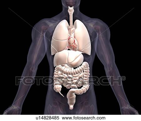 Biomedical illustration showing human internal organs View Large Photo Image Stock Photography - Biomedical illustration showing human internal organs . Fotosearch