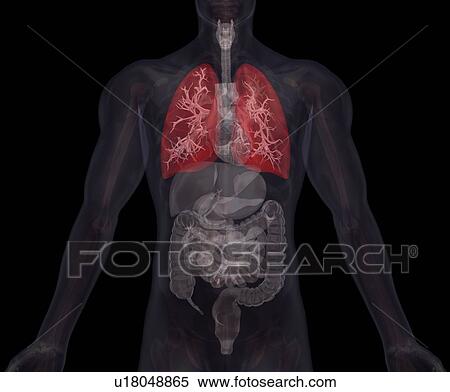 Stock Photography - Biomedical illustration showing human internal organs with lungs indicated in red. Fotosearch