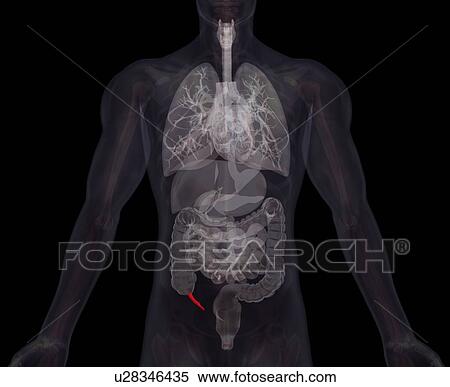 Biomedical illustration showing human internal organs View Large Photo Image Stock Photography - Biomedical illustration showing human internal organs . Fotosearch