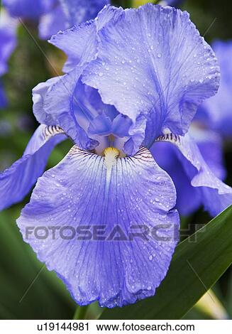 Stock Image - Blue-bearded Iris. Fotosearch