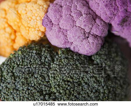 Broccoli with yellow and purple cauliflower, studio shot View Large Photo Image Stock Photography - Broccoli with yellow and purple cauliflower, studio shot. Fotosearch