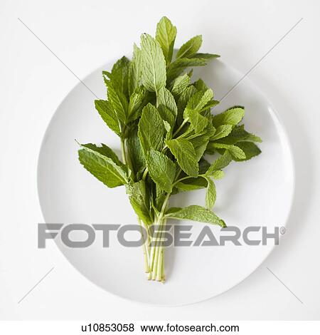 Stock Photo - Bunch of mint on plate, studio shot. Fotosearch