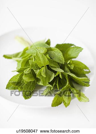 Stock Photo - Bunch of mint on plate, studio shot. Fotosearch