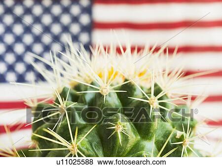 Stock Photo - Cactus against American flag. Fotosearch