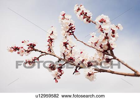Cherry blossom branch View Large Photo Image Stock Image - Cherry blossom branch. Fotosearch
