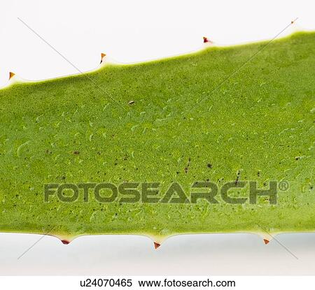 Close up of aloe leaf, studio shot View Large Photo Image Stock Photography - Close up of aloe leaf, studio shot. Fotosearch