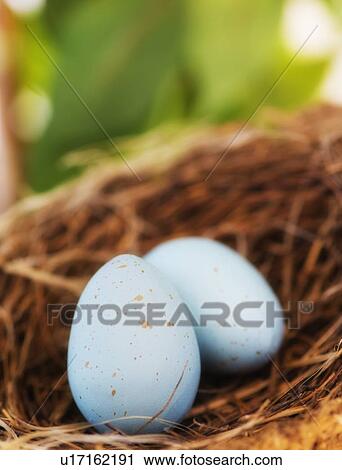 Stock Image - Close up of bird's eggs in nest, studio shot. Fotosearch