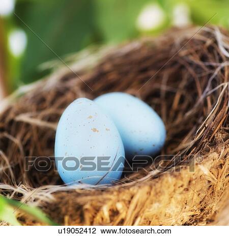 Close up of bird's eggs in nest, studio shot View Large Photo Image Stock Image - Close up of bird's eggs in nest, studio shot. Fotosearch