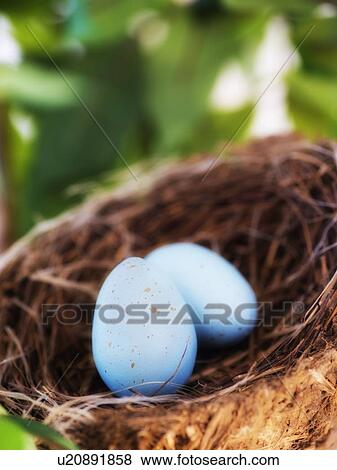 Close up of bird's eggs in nest, studio shot View Large Photo Image Stock Photo - Close up of bird's eggs in nest, studio shot. Fotosearch