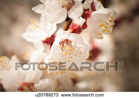 Stock Image - Close-up of cherry blossom. Fotosearch