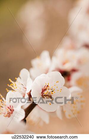 Stock Image - Close-up of cherry blossom. Fotosearch