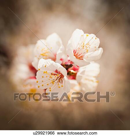 Stock Photograph - Close-up of cherry blossom. Fotosearch
