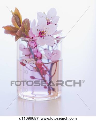 Stock Photo - Close up of flowers and laboratory glassware, studio shot. Fotosearch