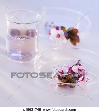 Close up of flowers in laboratory glassware, studio shot View Large Photo Image Stock Photography - Close up of flowers in laboratory glassware, studio shot. Fotosearch