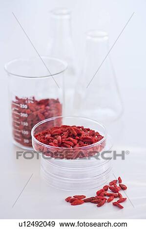 Close up of goji berries in laboratory glassware, studio shot View Large Photo Image Stock Photo - Close up of goji berries in laboratory glassware, studio shot. Fotosearch