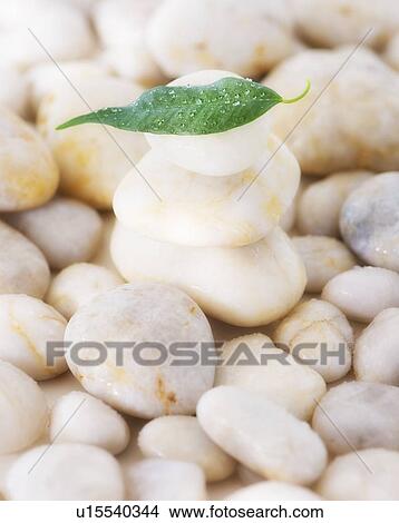 Picture - Close up of green leaf on pebble stones, studio shot. Fotosearch