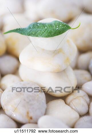 Close up of green leaf on pebble stones, studio shot View Large Photo Image Stock Image - Close up of green leaf on pebble stones, studio shot. Fotosearch