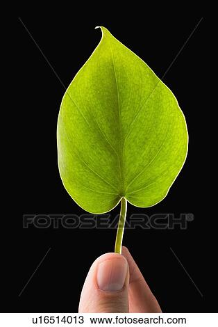 Stock Image - Close-up of green leaf. Fotosearch