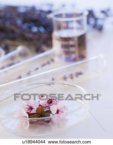 Close up of lavender and laboratory glassware, studio shot View Large Photo Image Picture - Close up of lavender and laboratory glassware, studio shot. Fotosearch