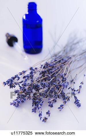 Close up of lavender and laboratory glassware, studio shot View Large Photo Image Stock Photography - Close up of lavender and laboratory glassware, studio shot. Fotosearch